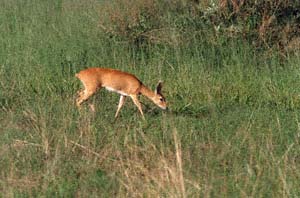 Weibliche Steinantilope, grasend. NG22 (Kwedi Reserve), Botsuana. / Steenbok ewe browsing. NG22 (Kwedi Reserve), Botswana. / (c) Walter Mitch Podszuck (Bwana Mitch) - #000101-17