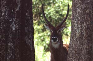 Ausgewachsener Ellipsen-Wasserbockbulle. NG22 (Kwedi Reserve), Botsuana. / Adult waterbuck bull. NG22 (Kwedi Reserve), Botswana. / (c) Walter Mitch Podszuck (Bwana Mitch) - #000101-51