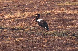 Männlicher Sattelstorch. Katavi National Park, Tansania. / Male saddle-billed stork. Katavi National Park, Tanzania. / (c) Walter Mitch Podszuck (Bwana Mitch) - #010903-49