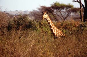 Netzgiraffe. Samburu National Reserve, Kenia. / Reticulated giraffe. Samburu National Reserve, Kenya. / (c) Walter Mitch Podszuck (Bwana Mitch) - #980831-59