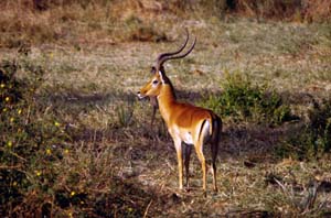 Impalabock. Samburu National Reserve, Kenia. / Impala ram. Samburu National Reserve, Kenya. / (c) Walter Mitch Podszuck (Bwana Mitch) - #980831-60