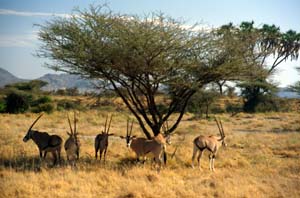 Herde von Eritrea-Spießböcken. Buffalo Springs National Reserve, Kenia. / Herd of beisa oryx. Buffalo Springs National Reserve, Kenya. / (c) Walter Mitch Podszuck (Bwana Mitch) - #980901-09