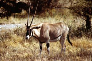 Eritrea-Spießbock. Buffalo Springs National Reserve, Kenia. / Beisa oryx. Buffalo Springs National Reserve, Kenya. / (c) Walter Mitch Podszuck (Bwana Mitch) - #980901-11