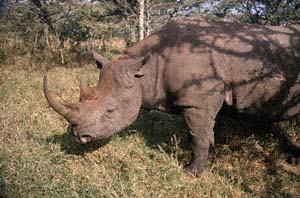 Spitzmaulnashorn "Morani". Sweetwaters Game Reserve, Kenia. / Black rhino "Morani". Sweetwaters Game Reserve, Kenya. / (c) Walter Mitch Podszuck (Bwana Mitch) - #980901-57