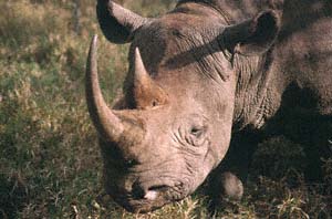 Kopf vom Spitzmaulnashorn "Morani". Sweetwaters Game Reserve, Kenia. / Head of black rhino "Morani". Sweetwaters Game Reserve, Kenya. / (c) Walter Mitch Podszuck (Bwana Mitch) - #980901-60
