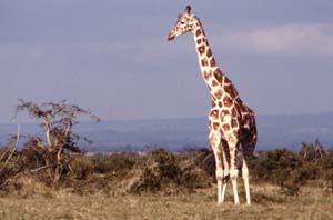 Netzgiraffe. Sweetwaters Game Reserve, Kenia. / Reticulated giraffe. Sweetwaters Game Reserve, Kenya. / (c) Walter Mitch Podszuck (Bwana Mitch) - #980901-68