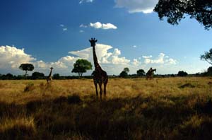 Maasai-Giraffen. Ol Chorro Orogwa Group Ranch (Masai Mara), Kenia. / Masai giraffes. Ol Chorro Orogwa Group Ranch (Masai Mara), Kenya. / (c) Walter Mitch Podszuck (Bwana Mitch) - #980903-084