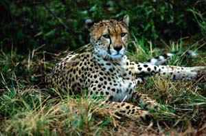 Liegender Gepard. Ol Chorro Orogwa Group Ranch (Masai Mara), Kenia. / Lying cheetah. Ol Chorro Orogwa Group Ranch (Masai Mara), Kenya. / (c) Walter Mitch Podszuck (Bwana Mitch) - #980903-102