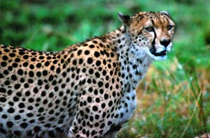 Gepard. Ol Chorro Orogwa Group Ranch (Masai Mara), Kenia. / Cheetah. Ol Chorro Orogwa Group Ranch (Masai Mara), Kenya. / (c) Walter Mitch Podszuck (Bwana Mitch) - #980903-106