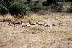 Thomsongazellen. Ol Chorro Orogwa Group Ranch (Masai Mara), Kenia. / Thomson's gazelles. Ol Chorro Orogwa Group Ranch (Masai Mara), Kenya. / (c) Walter Mitch Podszuck (Bwana Mitch) - #980904-086