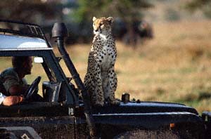 Gepard auf Landrover. Masai Mara, Kenia. / Cheetah on Landrover. Masai Mara, Kenya. / (c) Walter Mitch Podszuck (Bwana Mitch) - #980904-145