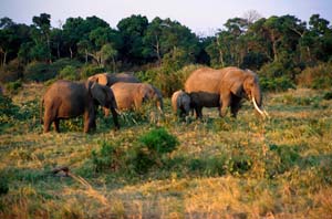 Elefanten im Licht der Abendsonne. Ol Chorro Orogwa Group Ranch (Masai Mara), Kenia. / Elephants in the light of the setting sun. Ol Chorro Orogwa Group Ranch (Masai Mara), Kenya. / (c) Walter Mitch Podszuck (Bwana Mitch) - #980904-186