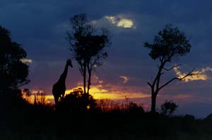 Sonnenuntergang mit Giraffe. Ol Chorro Orogwa Group Ranch (Masai Mara), Kenia. / Sunset with giraffe. Ol Chorro Orogwa Group Ranch (Masai Mara), Kenya. / (c) Walter Mitch Podszuck (Bwana Mitch) - #980904-187