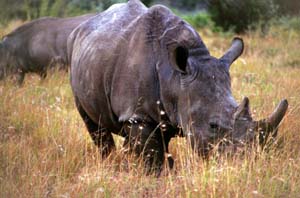 Breitmaulnashorn. Ol Chorro Orogwa Group Ranch (Masai Mara), Kenia. / White rhino (square-lipped rhinoceros). Ol Chorro Orogwa Group Ranch (Masai Mara), Kenya. / (c) Walter Mitch Podszuck (Bwana Mitch) - #980905-03