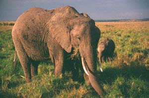 Elefantenkuh und Kalb beim Grasen. Masai Mara National Reserve, Kenia. / Elephant cow and calf grazing. Masai Mara National Reserve, Kenya. / (c) Walter Mitch Podszuck (Bwana Mitch) - #980907-185