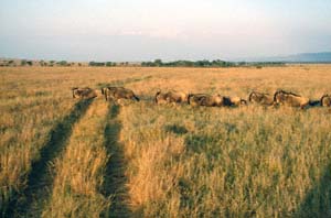 Rennende Weißbartgnus. Masai Mara National Reserve, Kenia. / White-bearded wildebeests running. Masai Mara National Reserve, Kenya. / (c) Walter Mitch Podszuck (Bwana Mitch) - #980908-14
