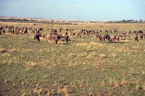 Herde von Weißbartgnus. Masai Mara National Reserve, Kenia. / Herd of white-bearded wildebeests. Masai Mara National Reserve, Kenya. / (c) Walter Mitch Podszuck (Bwana Mitch) - #980908-39