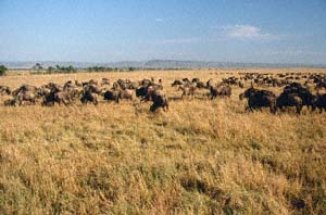 Herde von Weißbartgnus. Masai Mara National Reserve, Kenia. / Herd of white-bearded wildebeests. Masai Mara National Reserve, Kenya. / (c) Walter Mitch Podszuck (Bwana Mitch) - #980908-40