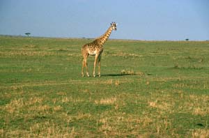 Maasai-Giraffenkuh. Masai Mara National Reserve, Kenia. / Masai giraffe cow. Masai Mara National Reserve, Kenya. / (c) Walter Mitch Podszuck (Bwana Mitch) - #980908-51