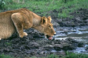 Trinkender junger Lwe. Chief's Island, Moremi Game Reserve, Botsuana. / Lion cub drinking. Chief's Island, Moremi Game Reserve, Botswana. / (c) Walter Mitch Podszuck (Bwana Mitch) - #991227-090