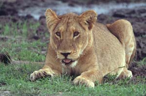 Junger Lwe. Chief's Island, Moremi Game Reserve, Botsuana. / Lion cub. Chief's Island, Moremi Game Reserve, Botswana. / (c) Walter Mitch Podszuck (Bwana Mitch) - #991227-095