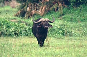 Steppenbüffel. Chief's Island, Moremi Game Reserve, Botsuana. / Cape buffaloes. Chief's Island, Moremi Game Reserve, Botswana. / (c) Walter Mitch Podszuck (Bwana Mitch) - #991228-021