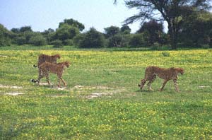 Drei Geparde auf Blumenwiese. Chief's Island, Moremi Game Reserve, Botsuana. / Three cheetahs on flower meadow. Chief's Island, Moremi Game Reserve, Botswana. / (c) Walter Mitch Podszuck (Bwana Mitch) - #991228-066