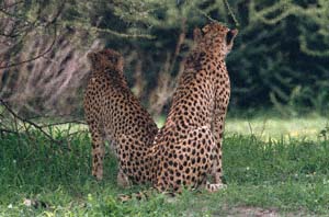 Rückansicht zweier sitzender Geparde. Chief's Island, Moremi Game Reserve, Botsuana. / Back view of two sitting cheetahs. Chief's Island, Moremi Game Reserve, Botswana. / (c) Walter Mitch Podszuck (Bwana Mitch) - #991228-085