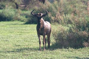 Schwarzbartgnubulle auf Chief's Island, Moremi Game Reserve, Botsuana. / Blue wildebeest bull on Chief's Island, Moremi Game Reserve, Botswana. / (c) Walter Mitch Podszuck (Bwana Mitch) - #991228-167