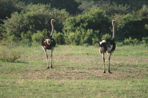 Zwei männliche Sträuße. Moremi Game Reserve, Botsuana. / Two male ostriches. Chief's Island, Moremi Game Reserve, Botswana. / (c) Walter Mitch Podszuck (Bwana Mitch) - #991229-011