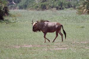 Schwarzbartgnubulle. Chief's Island, Moremi Game Reserve, Botsuana. / Blue wildebeest bull. Chief's Island, Moremi Game Reserve, Botswana. / (c) Walter Mitch Podszuck (Bwana Mitch) - #991229-095