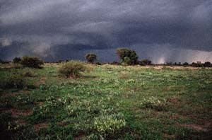 Gewittersturm über Chief's Island, Moremi Game Reserve, Botsuana. / Thunder storm over Chief's Island, Moremi Game Reserve, Botswana. / (c) Walter Mitch Podszuck (Bwana Mitch) - #991229-189