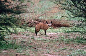 Löffelhund auf Chief's Island, Moremi Game Reserve, Botsuana. / Bat-eared fox on Chief's Island, Moremi Game Reserve, Botswana. / (c) Walter Mitch Podszuck (Bwana Mitch) - #991230-013