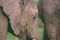 Mammals: Elephants (Proboscidea)
